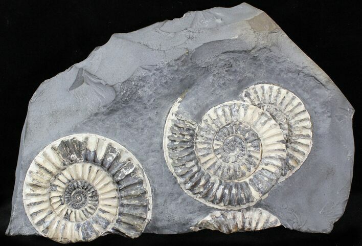 White Arnioceras Ammonite Cluster - England #23275